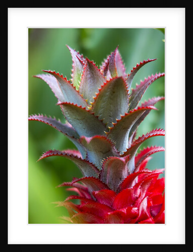 Pineapple bromeliad Growing in the maui country side by Anonymous