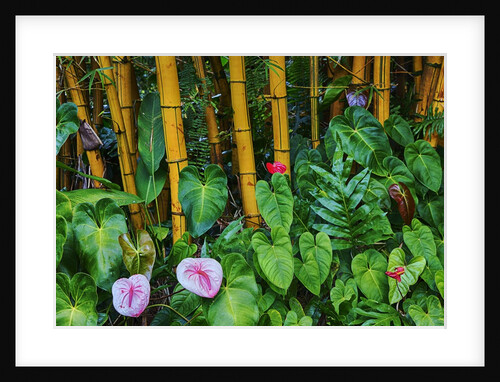 Garden on the Island of Maui with Pink Anthurium, Yellow Bamboo, and Philodendron Plants by Anonymous