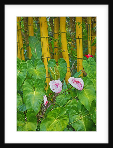 Garden on the Island of Maui with Pink Anthurium, Yellow Bamboo, and Philodendron Plants by Anonymous