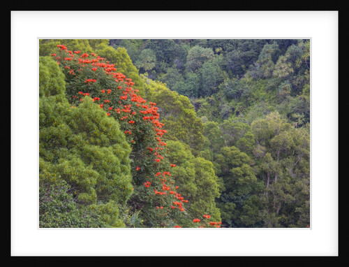 Tulip Trees Blooming in the Maui forest along the Hana Highway by Anonymous