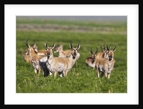 Herd of Pronghorn Antelope grazing on open land by Anonymous