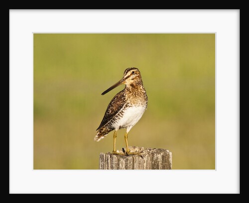 Wilson's Sniper looking for food in the Camas Prairie by Anonymous
