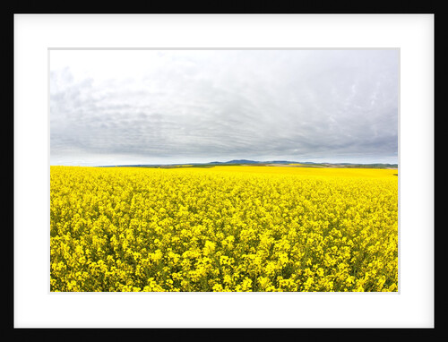 Canola Field in Full Fresh Bloom by Anonymous
