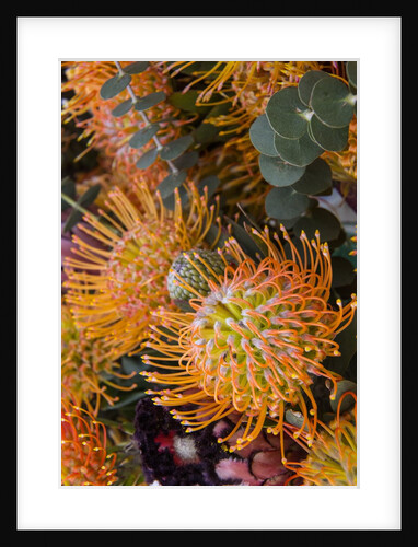 Wild Flowers of Hawaii by Anonymous