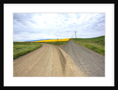 Fork in Country Back Road with Canola and Wheat Fields by Anonymous