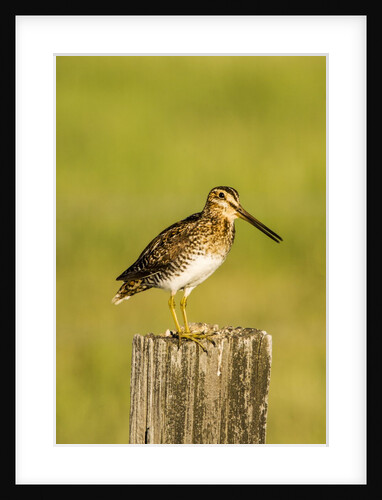 Wilson's Sniper looking for food in the Camas Prairie by Anonymous
