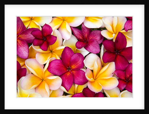 Plumeria in mass display by Anonymous