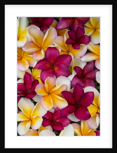 Plumeria in mass display by Anonymous