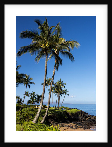 Palm Trees and Beach Along the Southern Maui by Anonymous