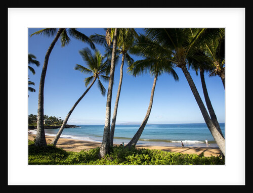 Palm Trees and Beach Along the Southern Maui by Anonymous