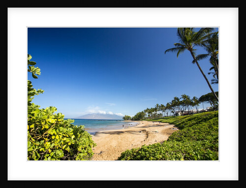 Palm Trees and Beach Along the Southern Maui by Anonymous