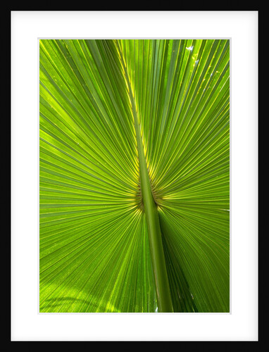 Hawaiian Fan Palm with Back lighting by Anonymous