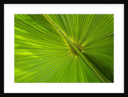 Hawaiian Fan Palm with Back lighting by Anonymous