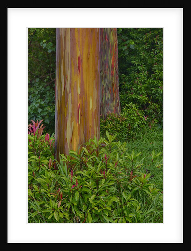 Rainbow Eucalyptus Trees (Eucalyptus deglupta) by Anonymous