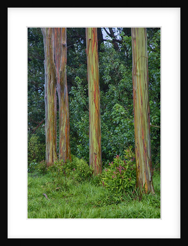 Rainbow Eucalyptus Trees (Eucalyptus deglupta) by Anonymous