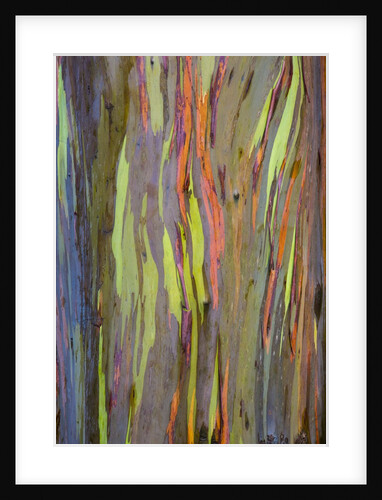 Rainbow Eucalyptus Trees (Eucalyptus deglupta) by Anonymous