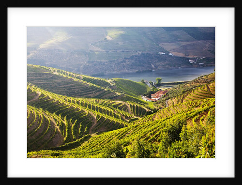 Terraced Vineyards lining the hills of the Duoro Valley by Anonymous