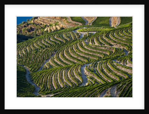 Terraced Vineyards lining the hills of the Duoro Valley by Anonymous