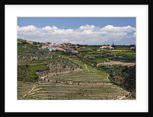 Terraced Vineyards lining the hills of the Duoro Valley by Anonymous