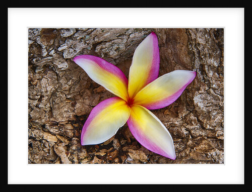 Tropical Gardens with close up of a Plumeria flower by Anonymous