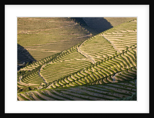 Terraced Vineyards lining the hills of the Duoro Valley by Anonymous