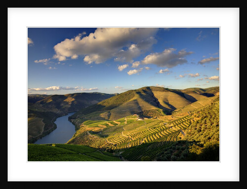 Terraced Vineyards lining the hills of the Duoro Valley by Anonymous