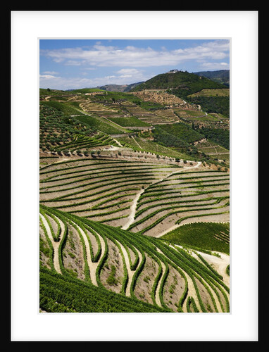 Terraced Vineyards lining the hills of the Duoro Valley by Anonymous