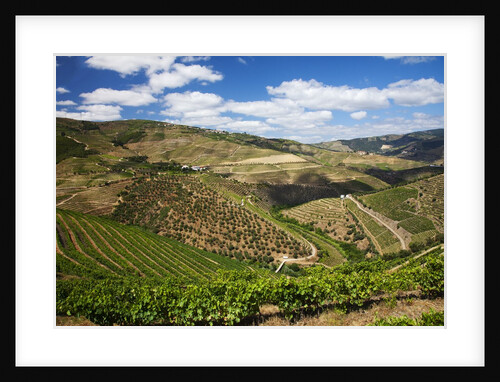 Terraced Vineyards lining the hills of the Duoro Valley by Anonymous