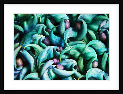 Tropical Gardens with Display of Blue Jade Seeds by Anonymous