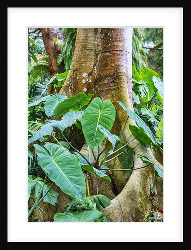Philodendrons Growing in Forest by Anonymous