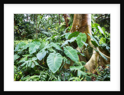Philodendrons Growing in Forest by Anonymous