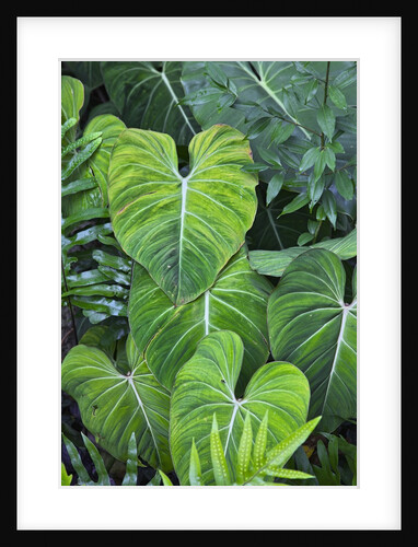 Tropical Gardens with philodendrons by Anonymous