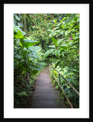 Tropical Gardens with Trail leading Through the Fresh Green Leaves by Anonymous