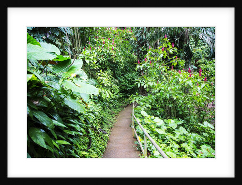 Tropical Gardens with Trail leading Through the Fresh Green Leaves by Anonymous