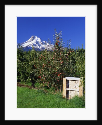 Red Bartlett pears by Anonymous