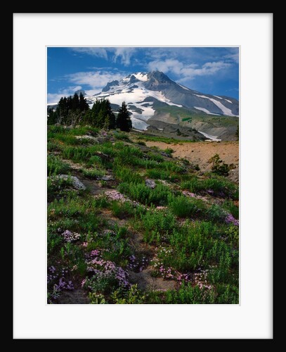 Phlox wildflowers & Mt. Hood by Anonymous