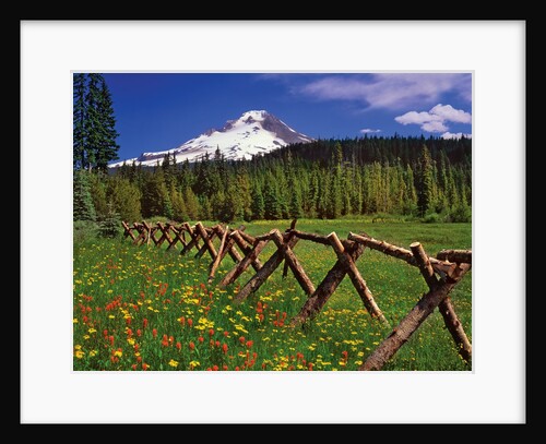 Mt. Hood viewed from Summit Meadows by Anonymous
