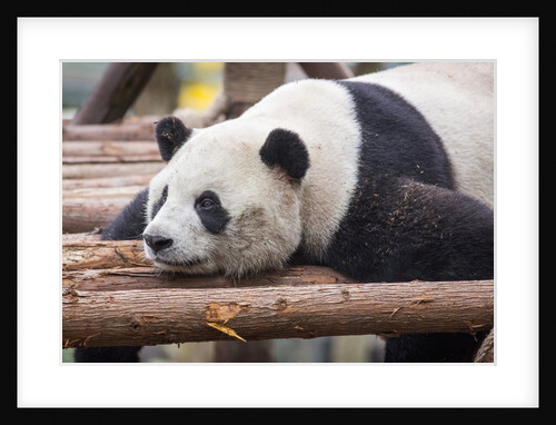 Giant Panda, Chengdu, China by Anonymous