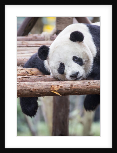 Giant Panda, Chengdu, China by Anonymous
