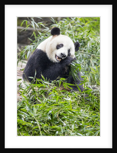 Giant Panda, Chengdu, China by Anonymous