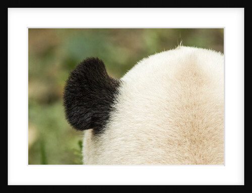 Giant Panda, Chengdu, China by Anonymous