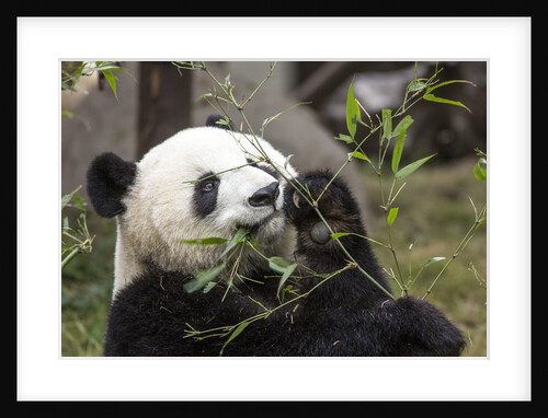Giant Panda, Chengdu, China by Anonymous