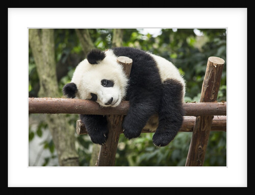 Giant Panda Cub, Chengdu, China by Anonymous