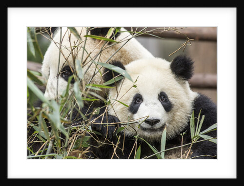 Giant Pandas, Chengdu, China by Anonymous