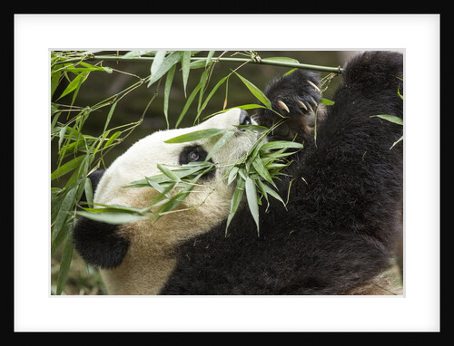 Giant Panda, Chengdu, China by Anonymous