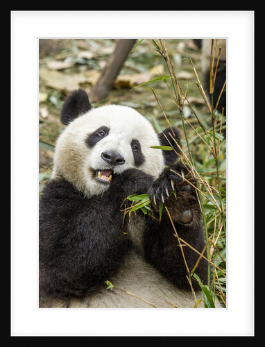 Giant Panda, Chengdu, China by Anonymous