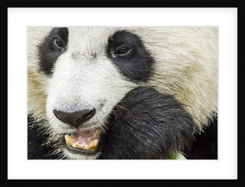 Giant Panda, Chengdu, China by Anonymous
