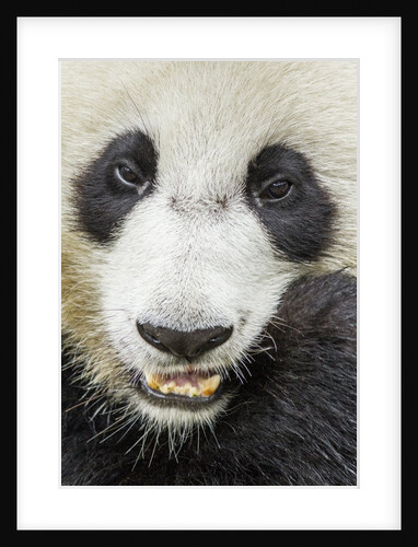 Giant Panda, Chengdu, China by Anonymous