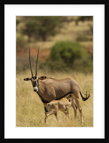 Bisea oryx by Anonymous