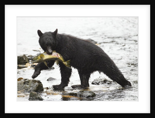Black bear fishing by Anonymous